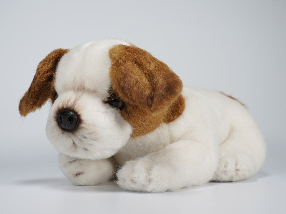 "Moose" Jack Russell Terrier