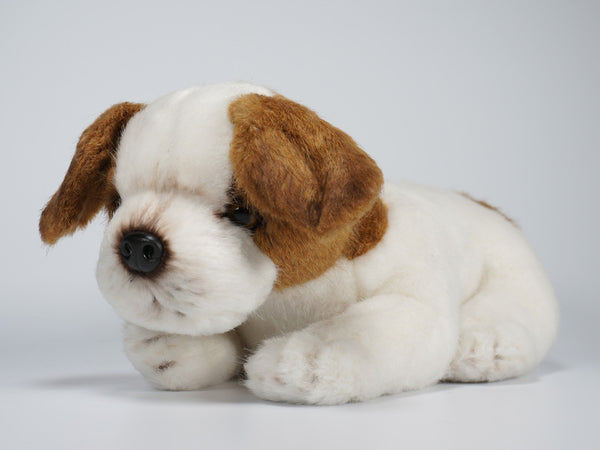 "Moose" Jack Russell Terrier