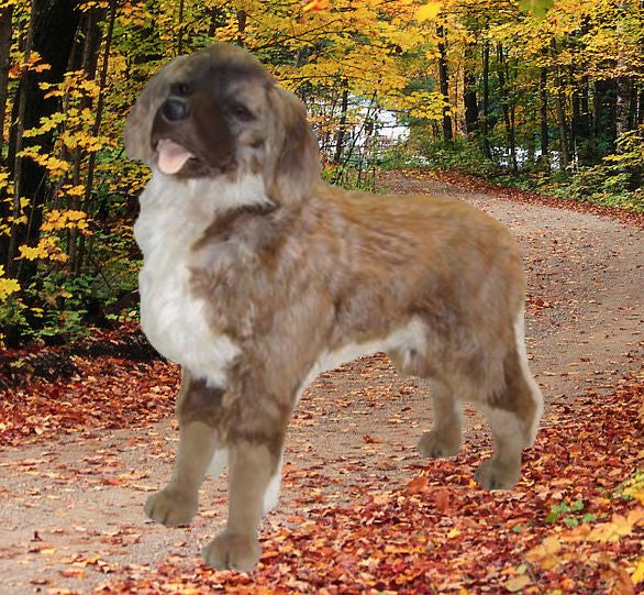 "Napoleon" Leonberger