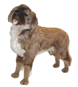 "Napoleon" Leonberger