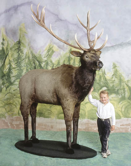 "Samson" Elk