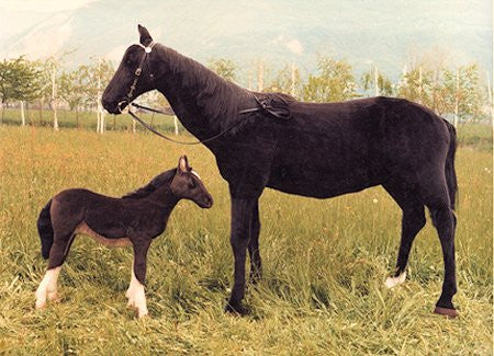 "Black Beauty" Horse