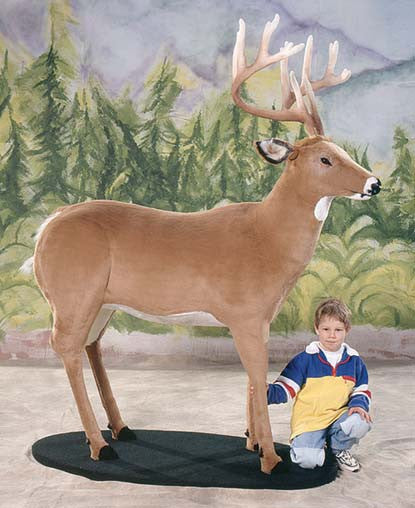 "Virginia" White Tail Deer