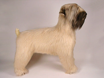 "Grobin" Wheaten Terrier