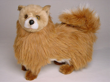 "Foxy" Pomeranian
