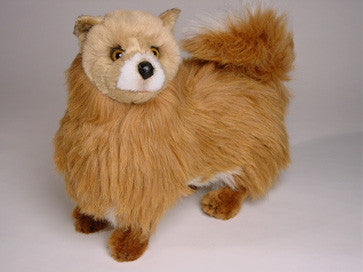 "Foxy" Pomeranian
