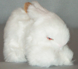 "Eddie" Bunny Rabbit