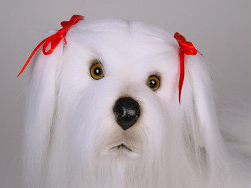 "Lacey" Maltese