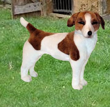 "Eddie" Jack Russell Terrier