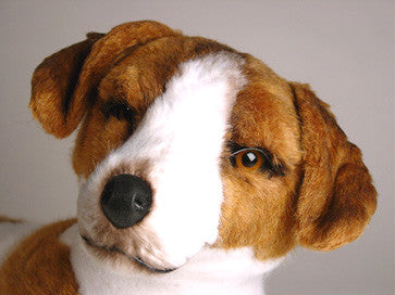"George" Jack Russell Terrier