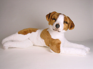 "George" Jack Russell Terrier
