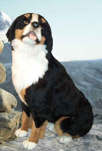 "Prinz" Bernese Mountain Dog