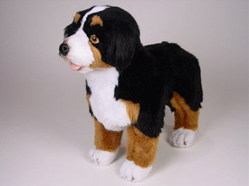 "Shep" Bernese Mountain Dog