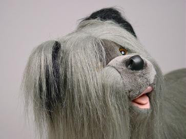"Feisty" Skye Terrier