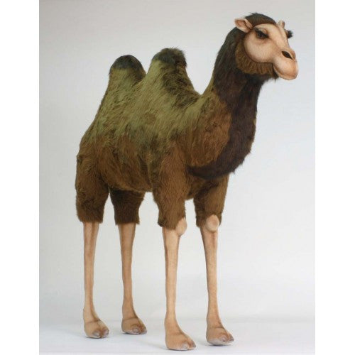 "Nisson" Camel