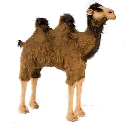 "Humpty" Camel