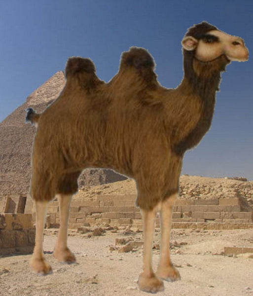 "Humpty" Camel