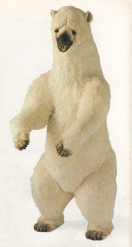 "Sam" Polar Bear