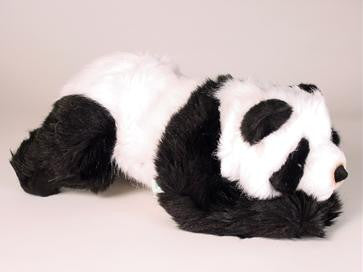 "Tian Tian" Panda