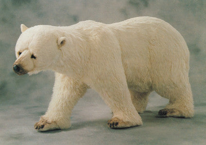 "Sally" Polar Bear