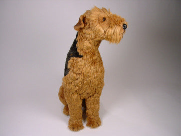 "Duke" Airedale Terrier
