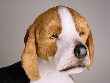 "Shiloh" Beagle