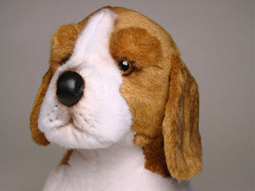 "Benjamin" Beagle