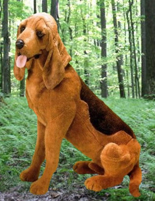 "Pluto" Bloodhound