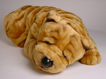 "Roly" Chinese Shar-Pei