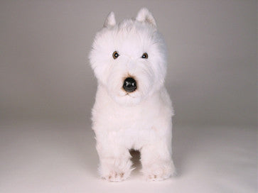 "Piper" West Highland Terrier