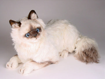 "Vanderbilt" Birman Cat