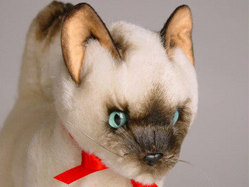 "Ling Ling" Siamese