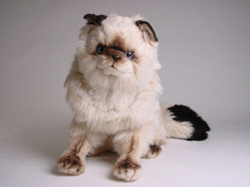 "Stewie" Colorpointe Persian