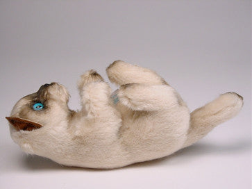 "Bartok" Colorpointe Persian Ragdoll Kitten