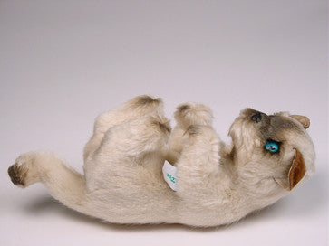 "Bartok" Colorpointe Persian Ragdoll Kitten
