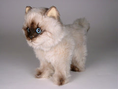 Seal point hot sale himalayan cat