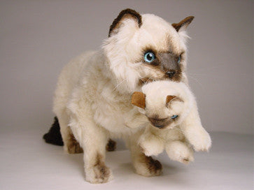 "Elizabeth & James" Siamese Cats