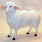"Carmen" Sheep