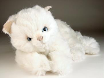"Bass" White Cat