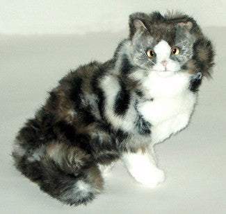 "Hobbs" Norwegian Forest Cat