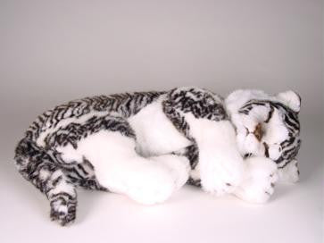 "Nirvana" White Siberian Tiger