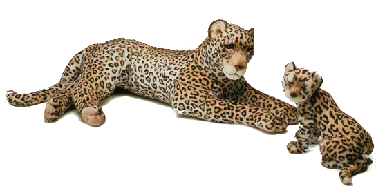 "Kimani" Leopard