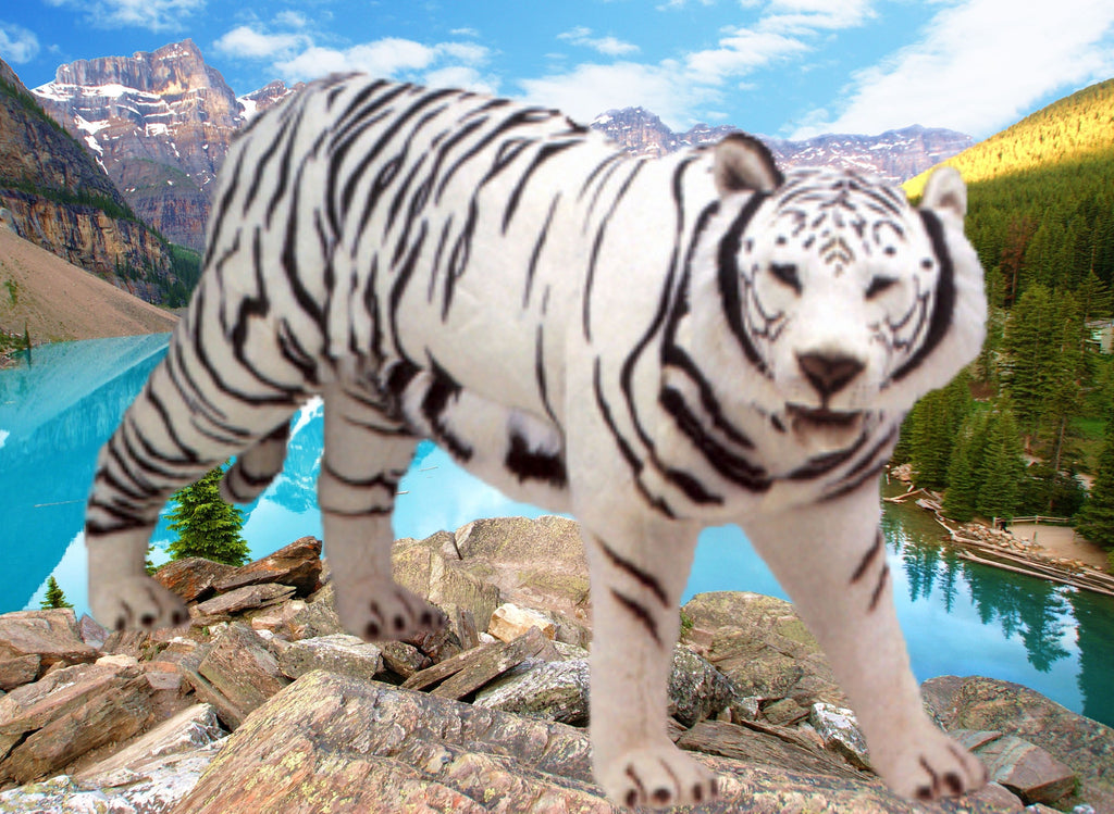 "Jaipur" White Siberian Tiger