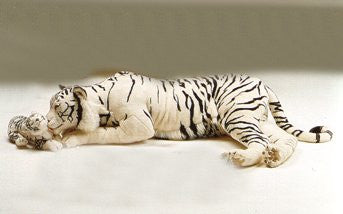 "Kashmir" White Siberian Tiger