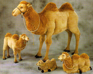 "Dajara" Camel