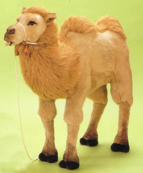 "Teela" Camel