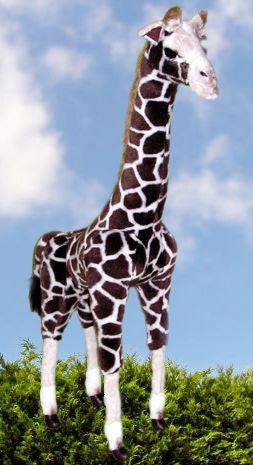 "Zarafa" Giraffe