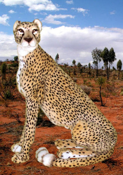 "Tumai" Cheetah