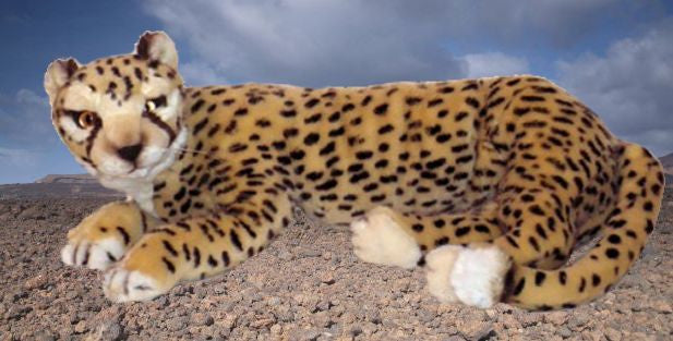"Zambini" Cheetah