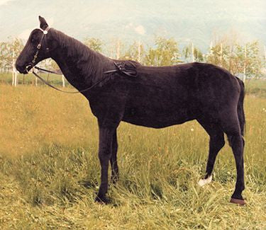 "Black Beauty" Horse
